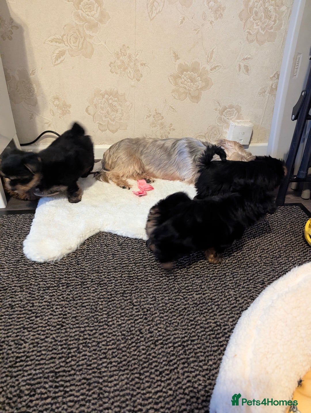 Yorkshire Terrier dogs for sale: Adorable Yorkshire terrier puppies available  - Image 17