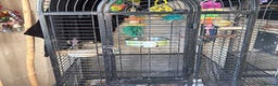 Conures birds for sale: Conures - Advert 6