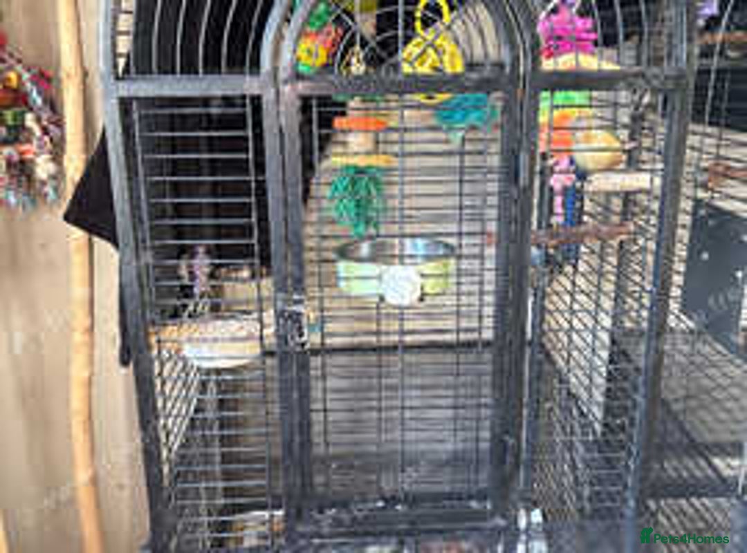 Conures birds for sale: Conures - Advert 6