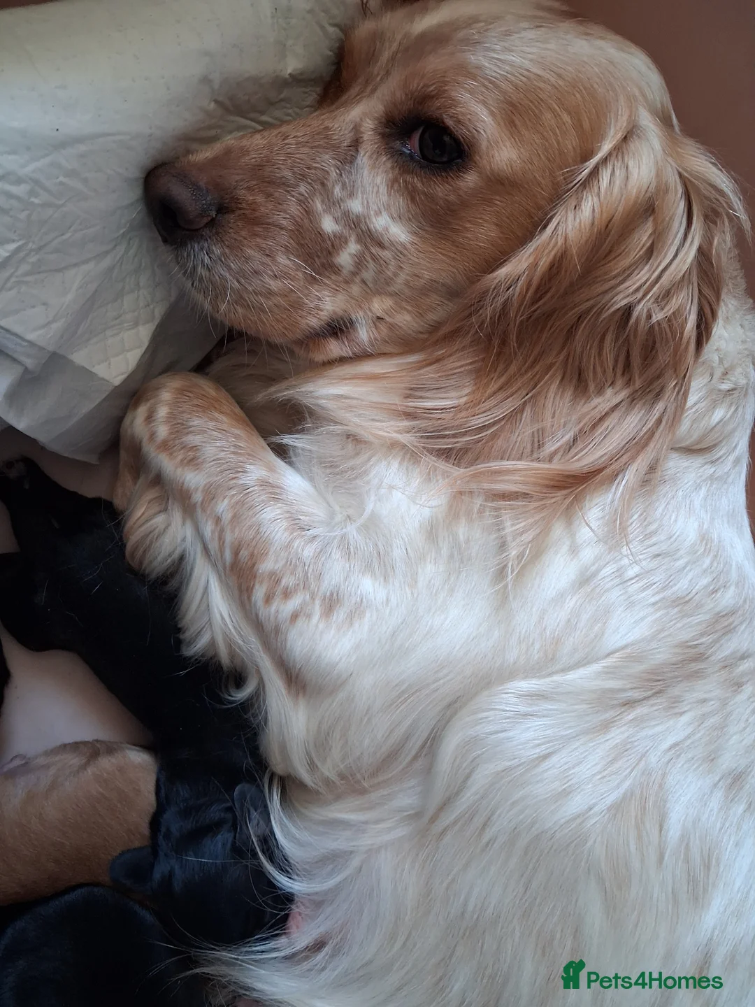 Cocker Spaniel dogs for sale: 6 stunning working cocker spaniels - Advert 2