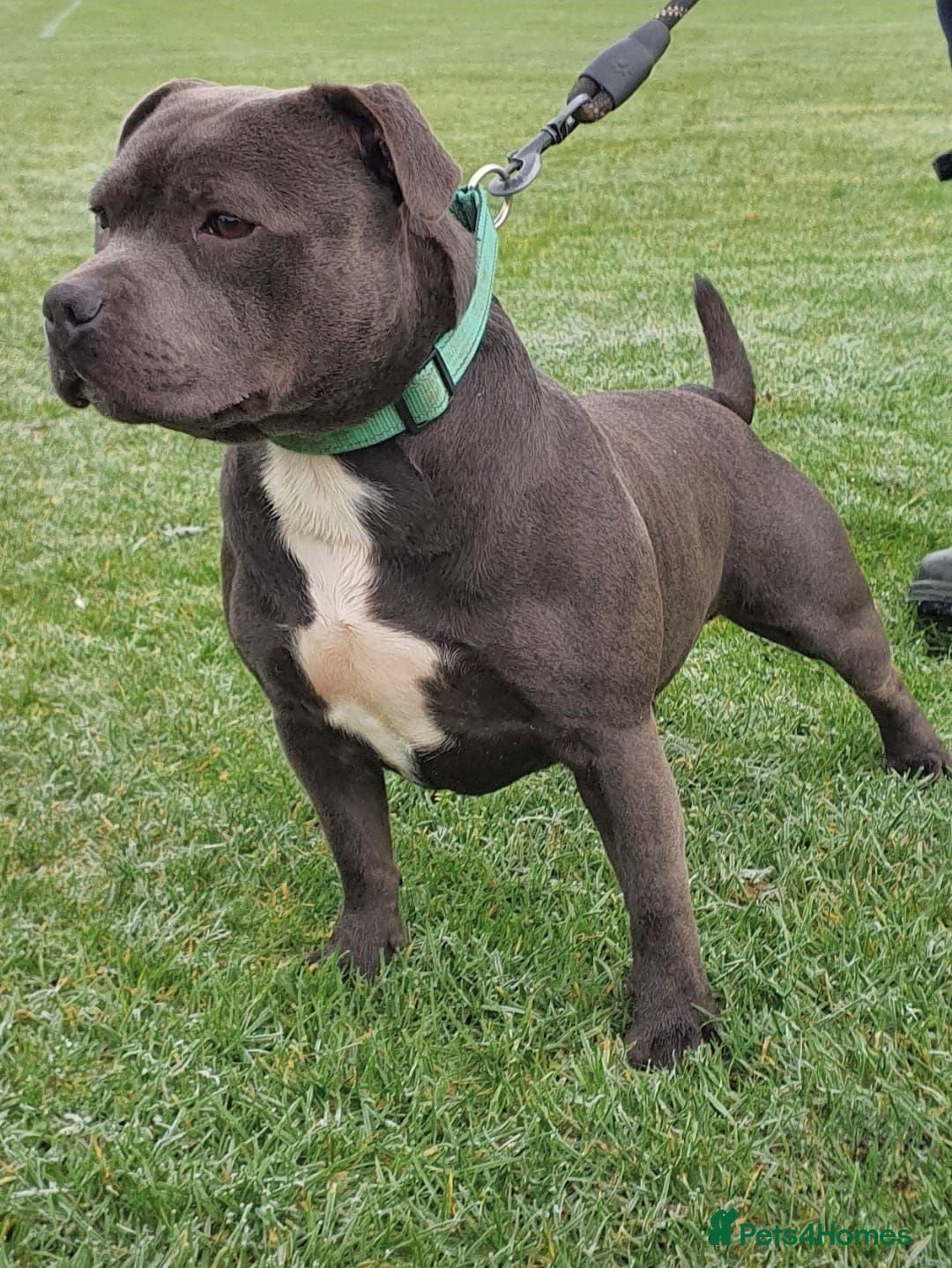 Staffordshire Bull Terrier dogs REZAVOIRES THE BLUE PRINCE,LICENSED,14 INCHES TALL - Advert 6