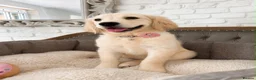Golden Retriever dogs for sale: Golden Retriever Puppy - Advert 1