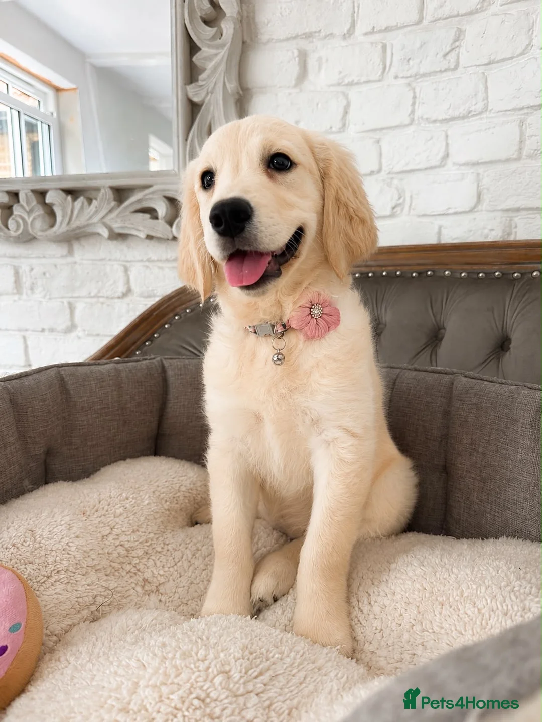 Golden Retriever dogs for sale: Golden Retriever Puppy - Advert 1