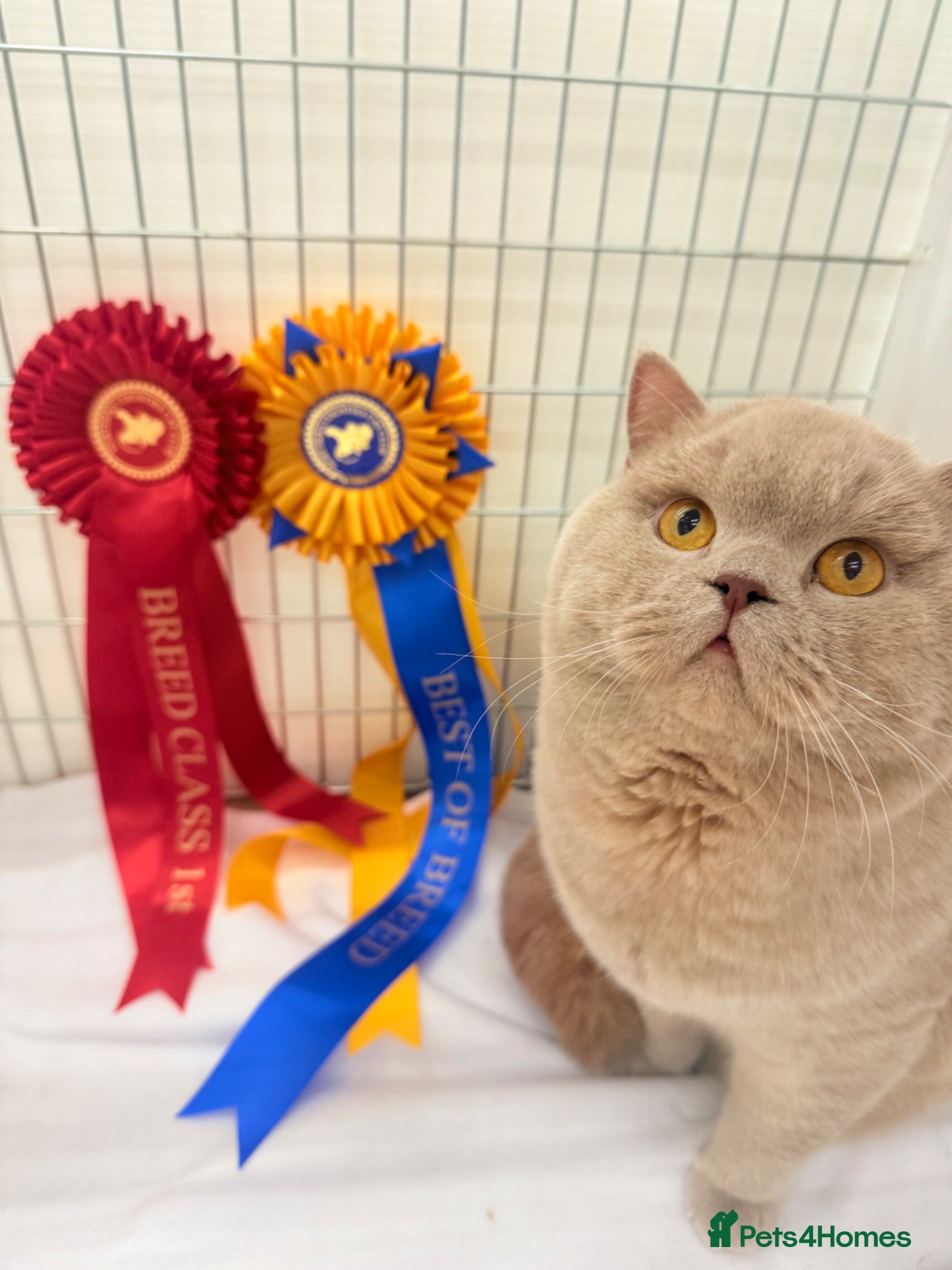 British Shorthair cats Super champion Fawn import for stud  - Advert 2