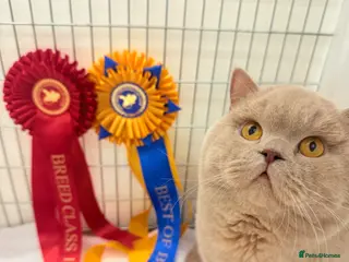 British Shorthair cats Super champion Fawn import for stud - Advert 2