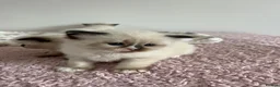 Ragdoll cats for sale: Beautiful kittens for sale  - Advert 3