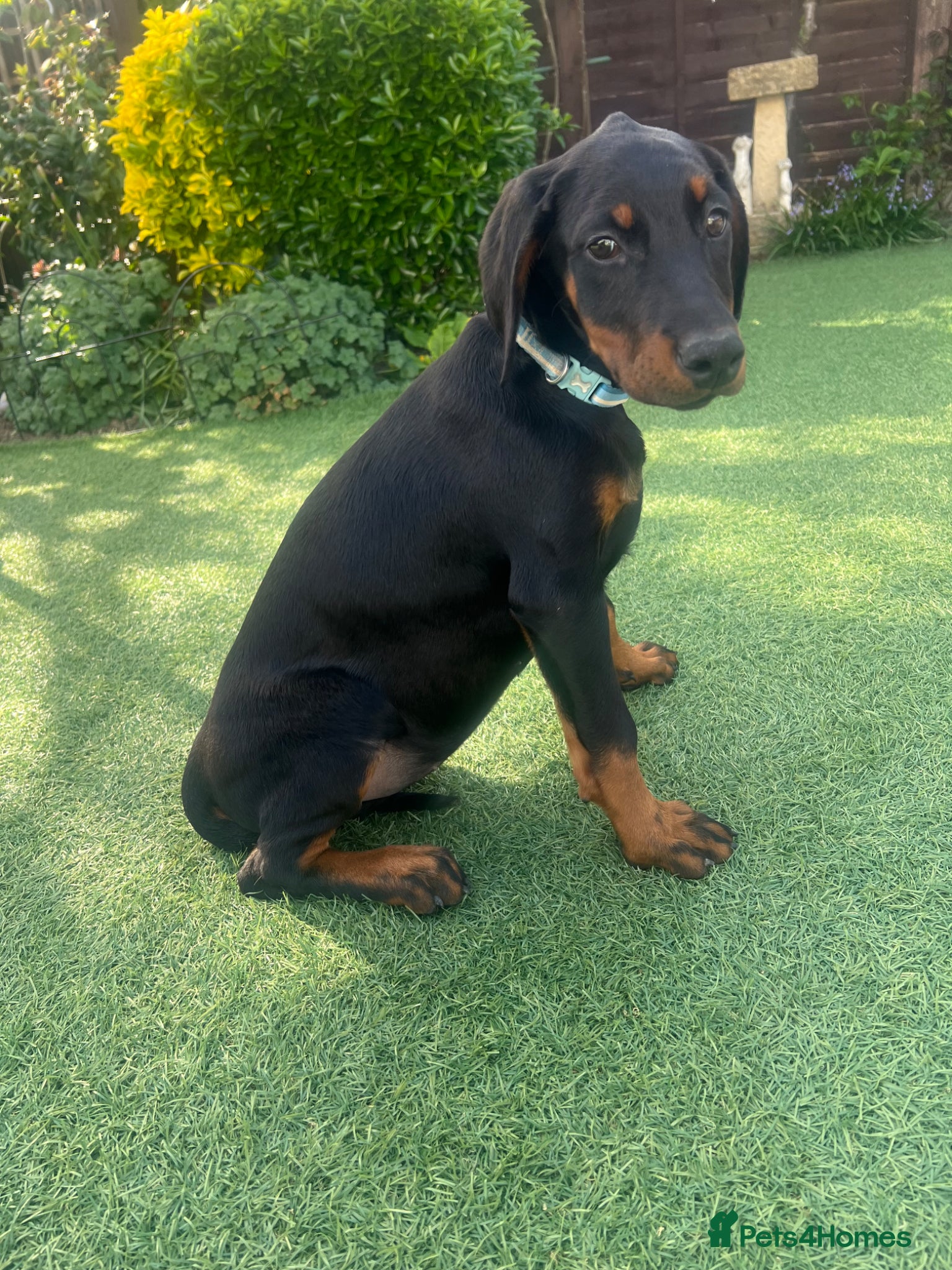 Dobermann dogs Female Dobermann Puppy - Advert 3