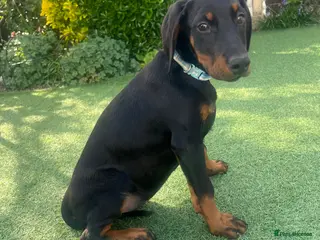 Dobermann dogs Female Dobermann Puppy - Advert 3