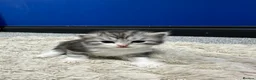 Persian cats for sale: 5 Beautiful Purebred Persian Kittens–Available now - Advert 18
