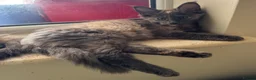 Maine Coon cats for sale: READY TO LEAVE NOW GCCF PEDIGREE MAINECOON KITTENS - Advert 19