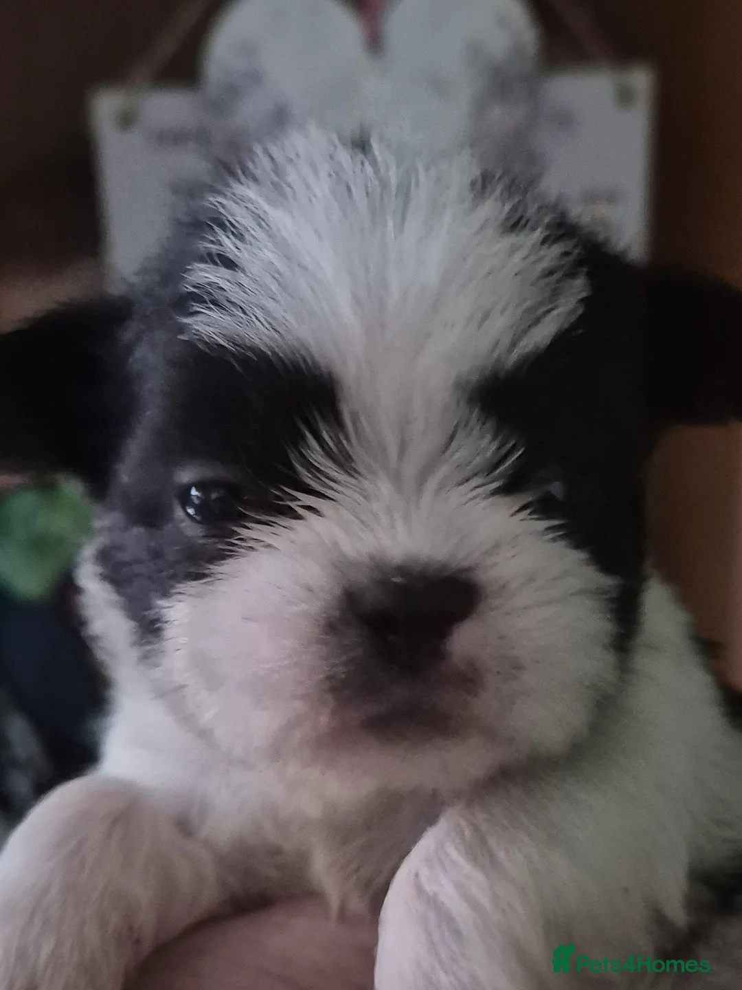 Malshi dogs for sale: I have 1 boy left  - Advert 14