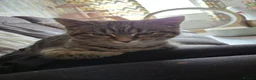Mixed Breed cats for sale: Willow  - Advert 9