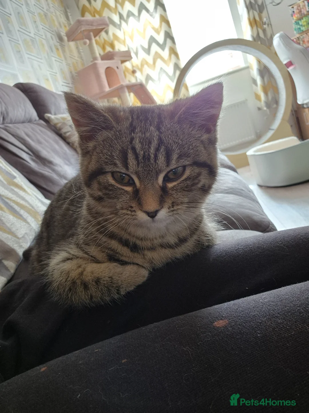 Mixed Breed cats for sale: Willow  - Advert 9