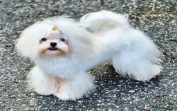 Maltese dogs for stud: Amazing Tiny Doll Face Korean Maltese STUD ONLY  - Image 9