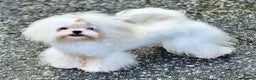 Maltese dogs for stud: Amazing Tiny Doll Face Korean Maltese STUD ONLY  - Advert 9