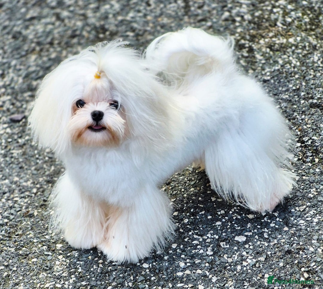 Maltese dogs for stud: Amazing Tiny Doll Face Korean Maltese STUD ONLY  - Image 9