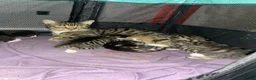 Mixed Breed cats for sale: 4 adorable kittens  - Advert 11