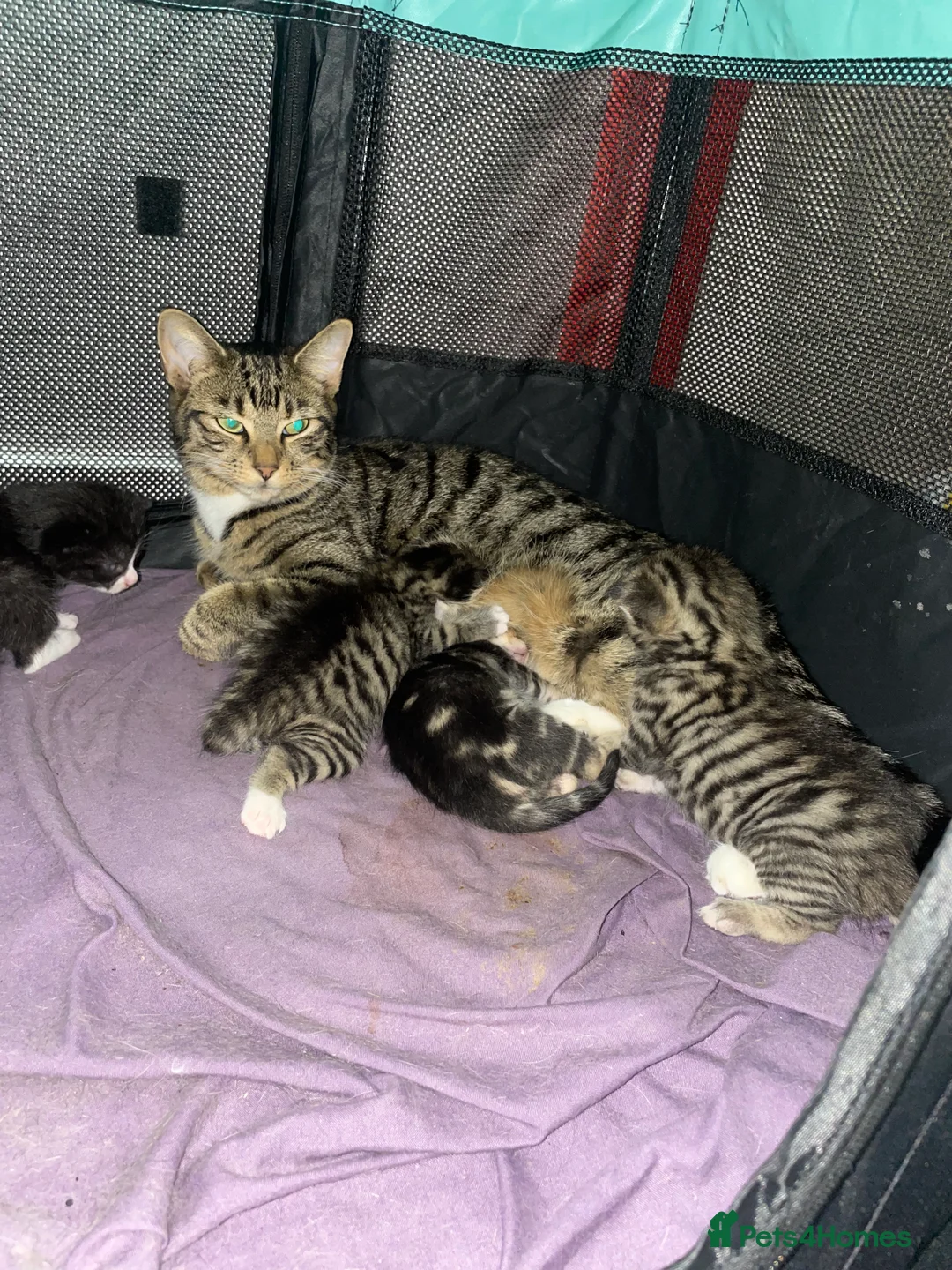 Mixed Breed cats for sale: 4 adorable kittens  - Advert 11