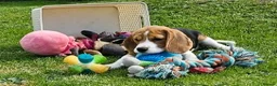 Beagle dogs for sale: Stunning Male Blanket Tri Beagle Puppy - Ready Now - Advert 10