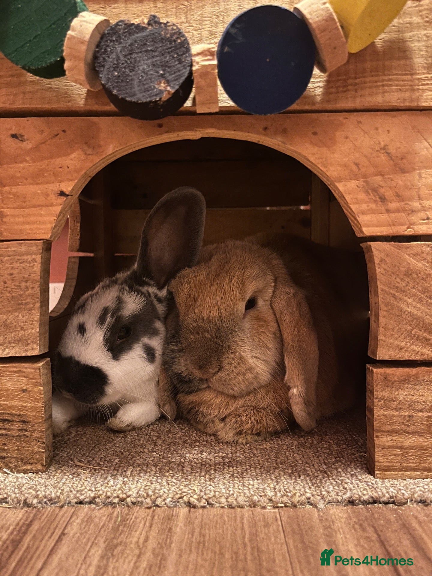 Mini Lop rabbits Bonded pair - mini lop & English cross  - Advert 8