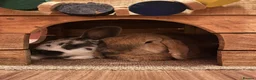 Mini Lop rabbits for sale: Bonded pair - mini lop & English cross  in Melton Mowbray - Advert 1