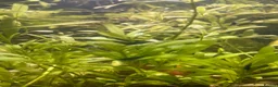 Shrimps fish for sale: Variety of neocaridina shrimp - Advert 15