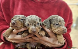 Miniature Dachshund dogs for sale: KC Mini Dachshund Dapple Girls & Boys and Tan Boy - Image 7