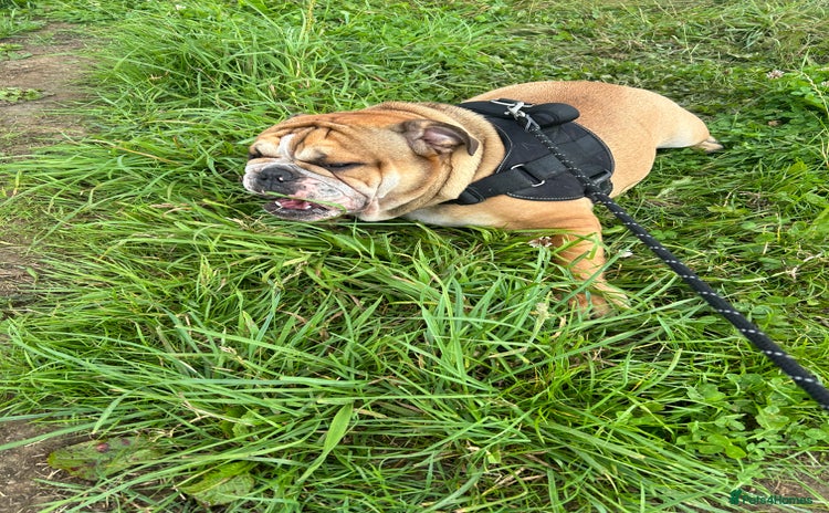 English Bulldog dogs in Stockton-on-Tees - Advert 1