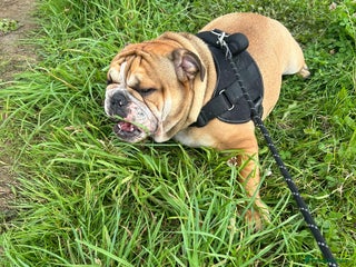 English Bulldog dogs in Stockton-on-Tees - Advert 1