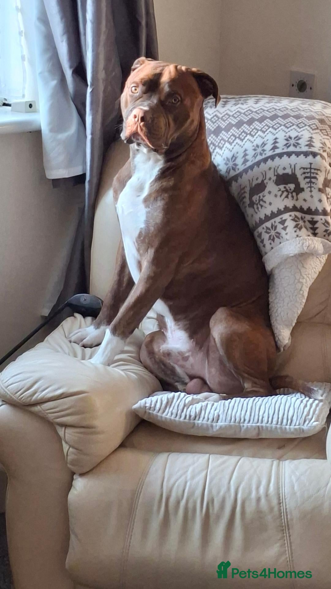 Mixed Breed dogs Male dog  - Advert 7