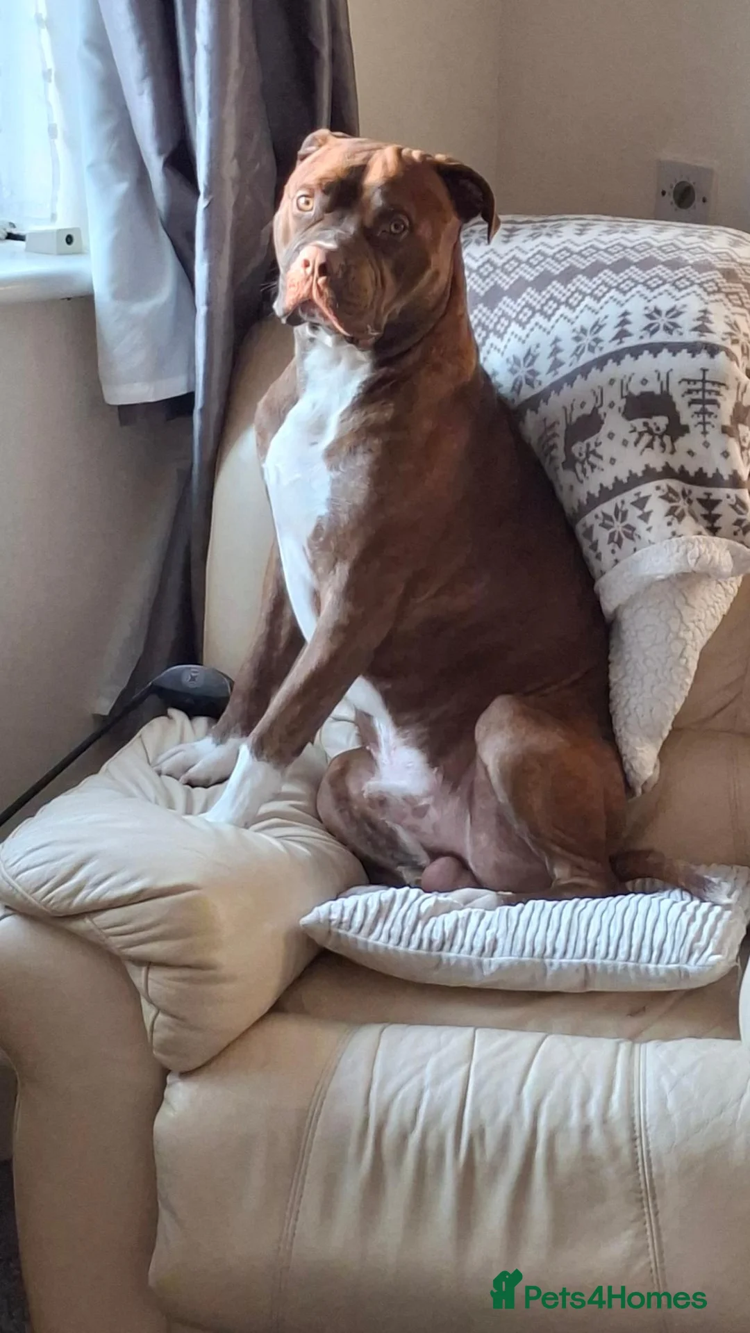 Mixed Breed dogs for sale: Male dog  in Ashford - Advert 1
