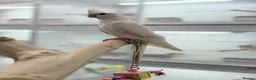 Cockatiels birds for sale: Cocktails  - Advert 7