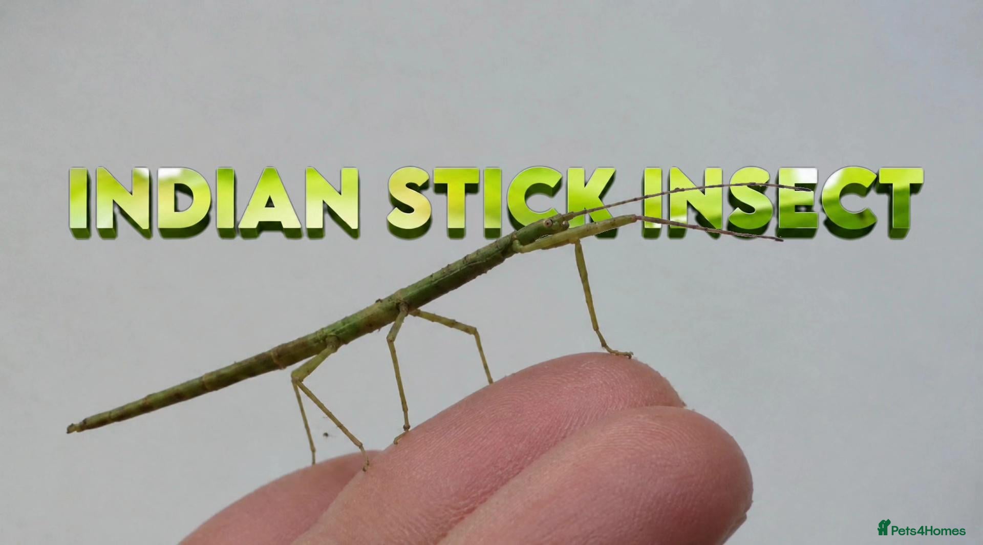 Stick Insects invertebrates Indian Stick Insects Nymphs For Sale - Advert 1
