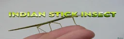 Stick Insects invertebrates for sale: Indian Stick Insects Nymphs For Sale in Burnley - Advert 1