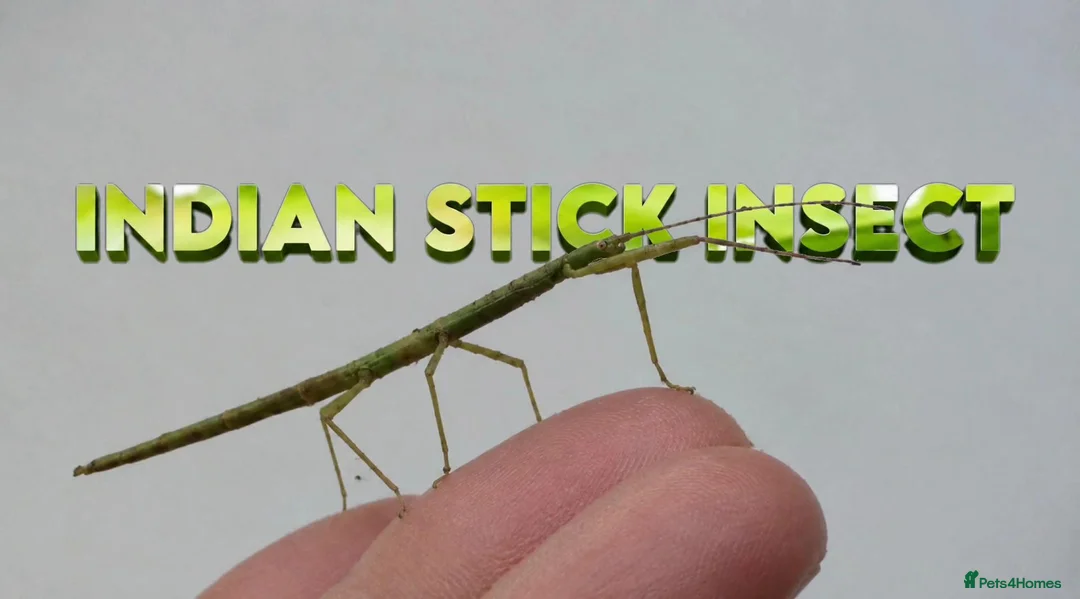 Stick Insects invertebrates for sale: Indian Stick Insects Nymphs For Sale in Burnley - Advert 1
