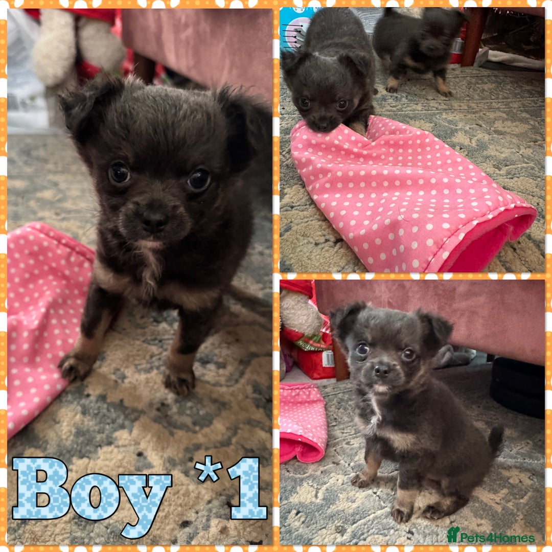 Chihuahua dogs for sale: Beautiful Long-Coat Chihuahua Blue Boys 🐾 - Advert 3