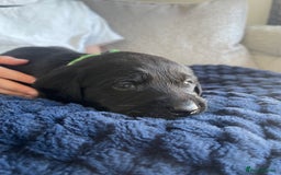 Labrador Retriever dogs for sale: Beautiful KC Black Female Pups  - Image 19