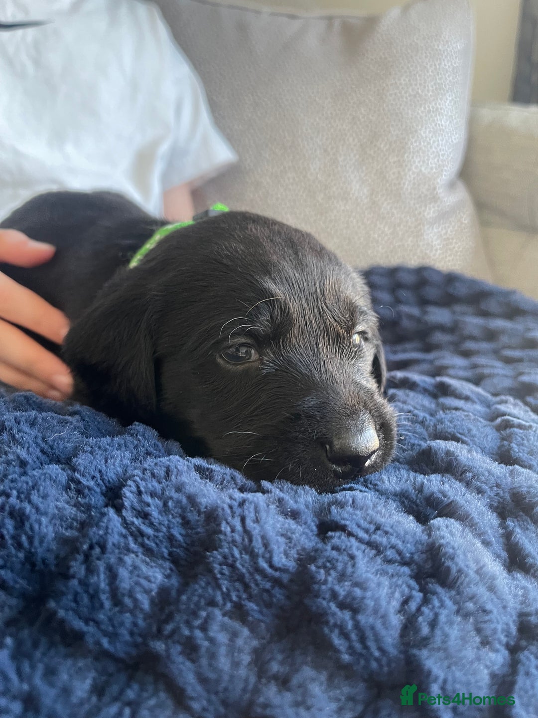 Labrador Retriever dogs for sale: Beautiful KC Black Female Pups  - Image 19