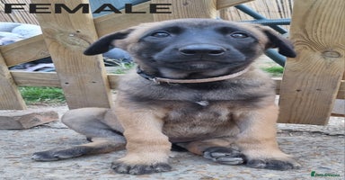 Belgian Shepherd Dog dogs - Advert 1