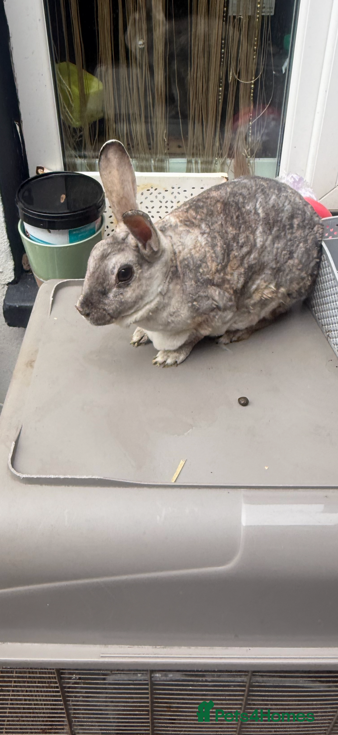 Rex rabbits for sale: Baby bunny’s and adult rabbits for sale  - Advert 7