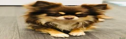 Chihuahua dogs for stud: Willow-Available at Stud (KC R Chihuahua) - Advert 4