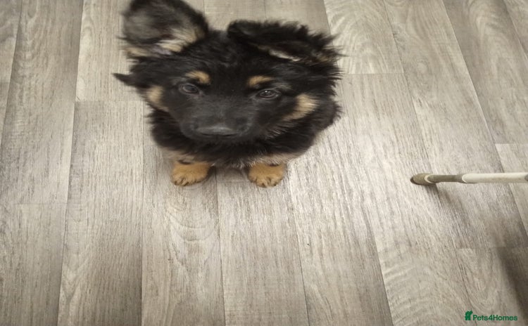 German Shepherd dogs - Advert 1