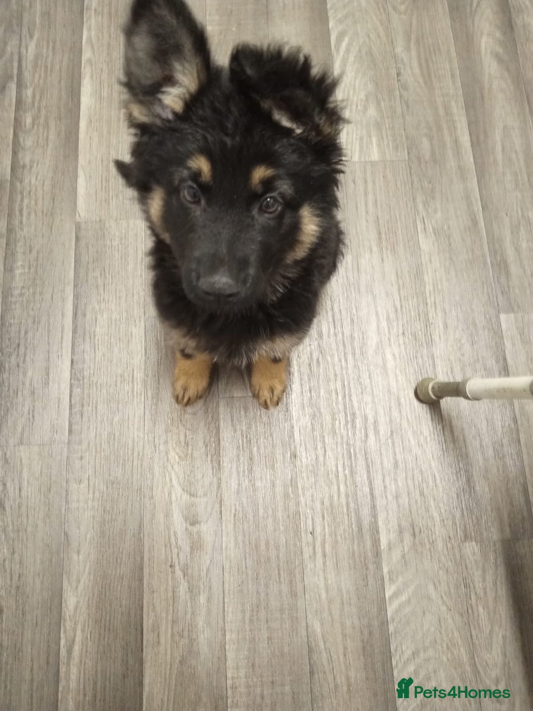 German Shepherd dogs for sale: 2 beautiful German shepherd puppies  - Image 1