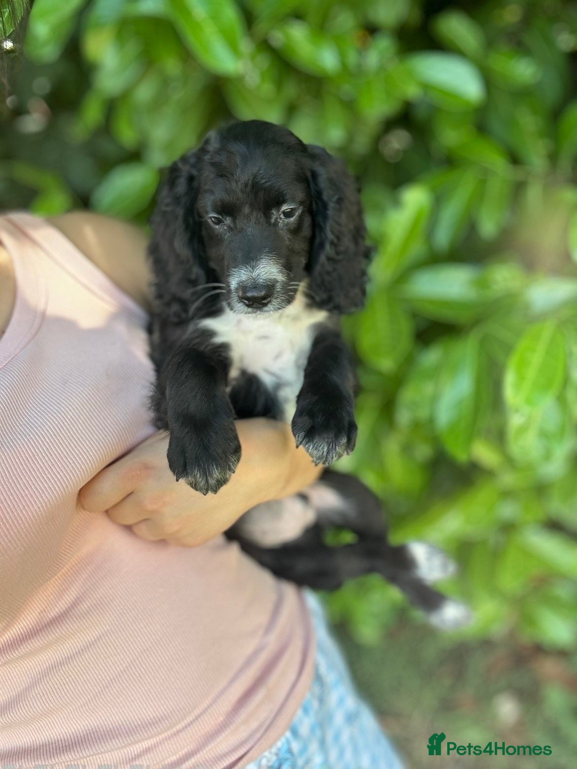 Sproodle dogs LAST BOY!!! BEAUTIFUL SPROODLE PUPS! - Advert 17