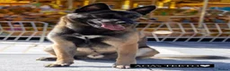 Belgian Shepherd Dog dogs for sale: Fully trained Belgian Malinois for sale in Birkenhead - Advert 3