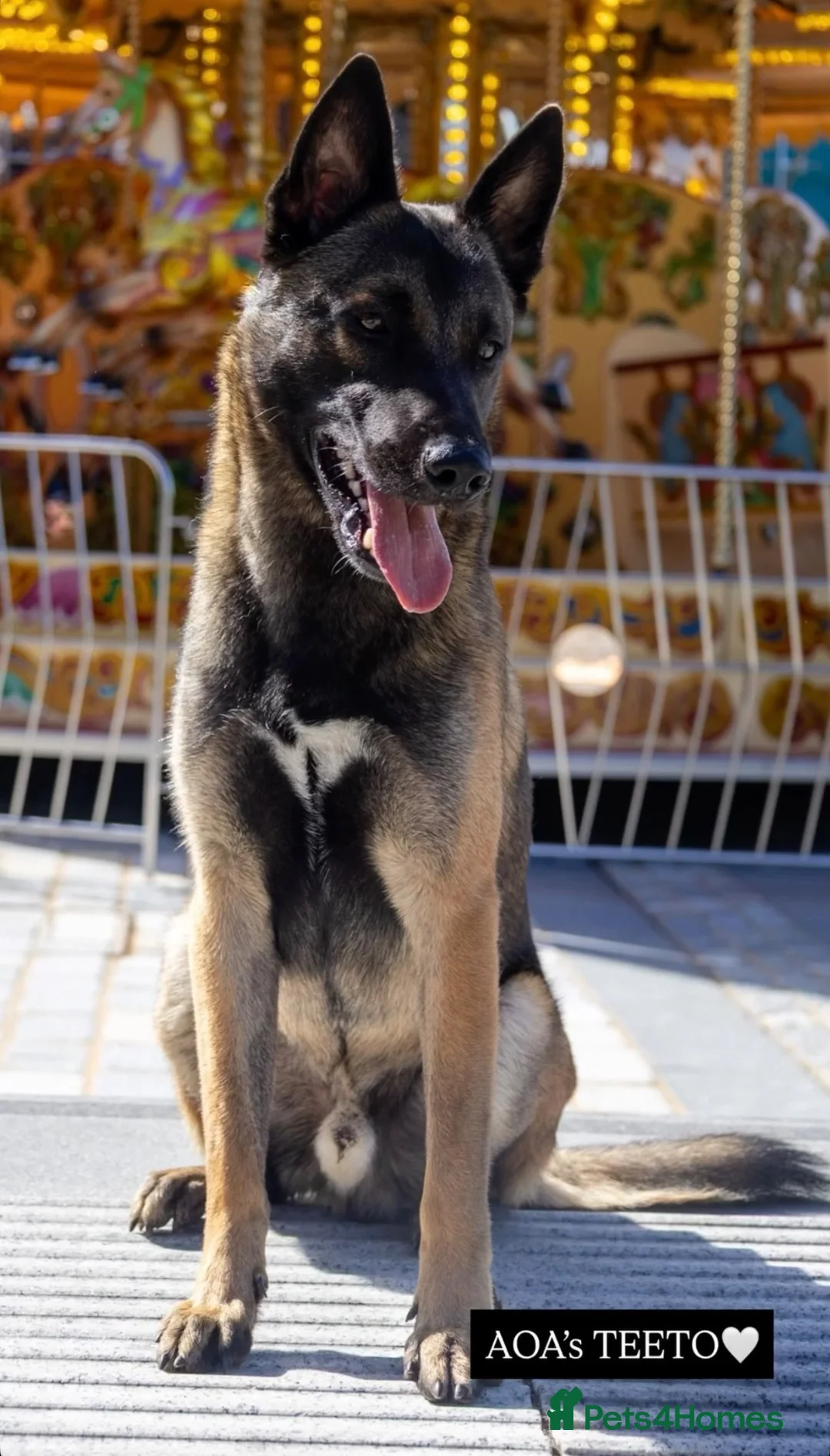 Belgian Shepherd Dog dogs for sale: Fully trained Belgian Malinois for sale in Birkenhead - Advert 3