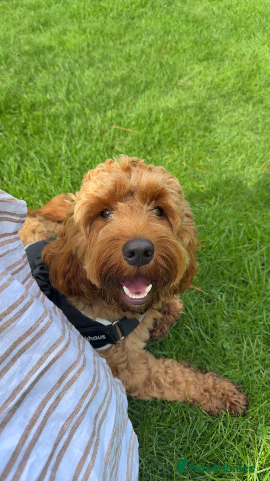 Mixed Breed dogs for sale: Cockapoo X frenchie puppies  - Advert 35