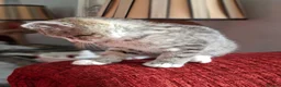 British Shorthair cats for sale: Gorgeous kittens! - Advert 16