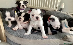 Boston Terrier dogs for sale: 9 BEAUTIFUL BOSTON TERRIER PUPPIES (4 GIRLS LEFT) - Image 13