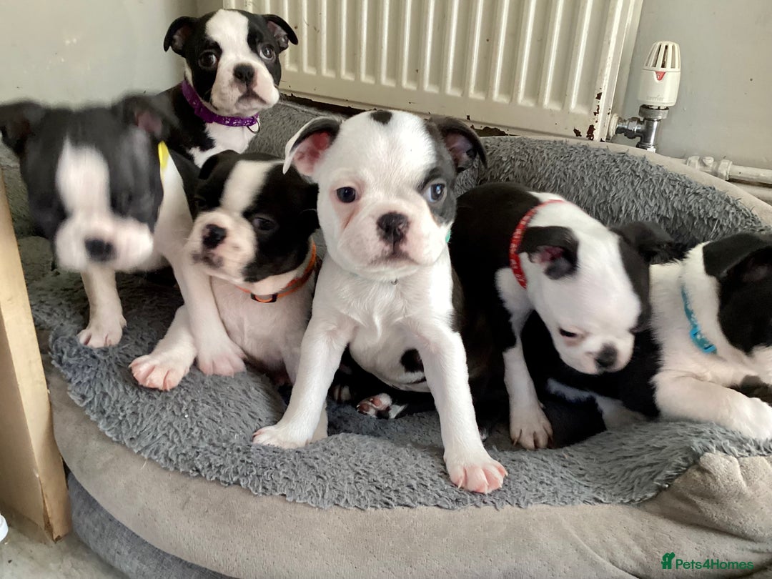 Boston Terrier dogs for sale: 9 BEAUTIFUL BOSTON TERRIER PUPPIES (4 GIRLS LEFT) - Image 13